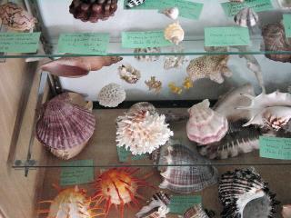 Shirley Ryan Shell Display at Cedar Point Slide 8