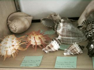 Shirley Ryan Shell Display at Cedar Point Slide 11
