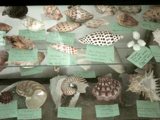 Shirley Ryan Shell Display at Cedar Point Slide 12