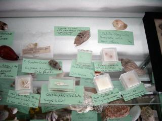 Shirley Ryan Shell Display at Cedar Point Slide 14