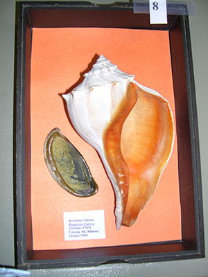 Englewood Shell Club Events - Slide 12