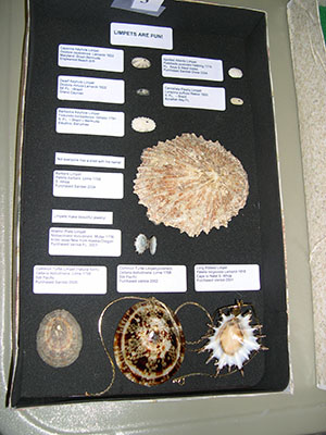 Englewood Shell Club Events - Slide 13