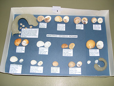 Englewood Shell Club Events - Slide 14