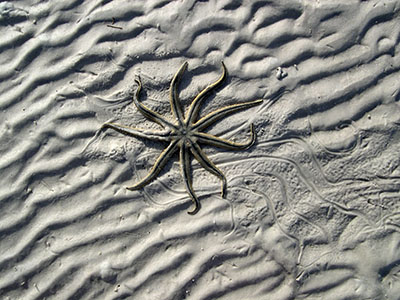 Englewood Shell Club Field Trips - Slide 13