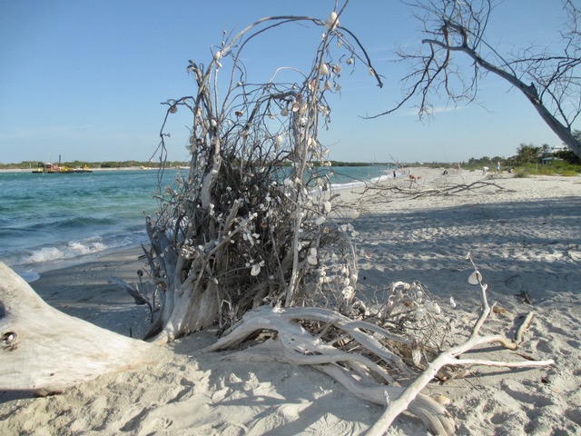 Palm Island Excursion March 10 - 2017 - Slide 9
