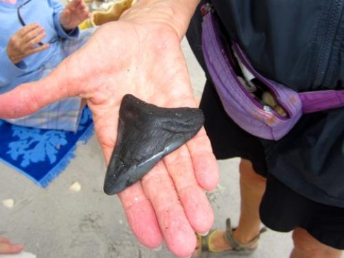 Anita Wilson's great find on Palm Island - Slide 11