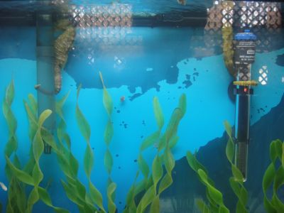 Shell Club Sanibel Trip November 23 2009 - Slide 4