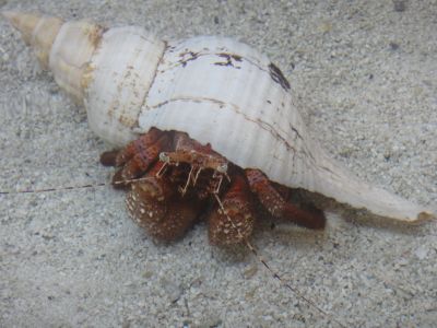 Shell Club Sanibel Trip November 23 2009 - Slide 6