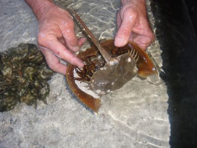 Shell Club Sanibel Trip November 23 2009 - Slide 7