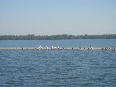 Shell Club Sanibel Trip November 23 2009 - Slide 10