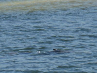 Shell Club Sanibel Trip November 23 2009 - Slide 15