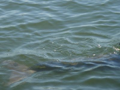 Shell Club Sanibel Trip November 23 2009 - Slide 16