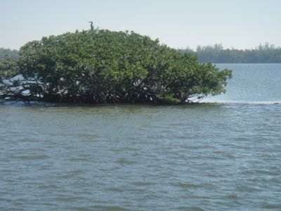 Shell Club Sanibel Trip November 23 2009 - Slide 19