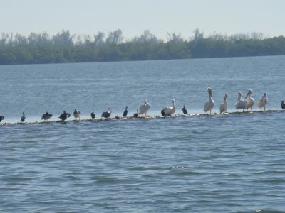 Shell Club Sanibel Trip November 23 2009 - Slide 20