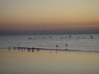 Shell Club Sanibel Trip November 23 2009 - Slide 48