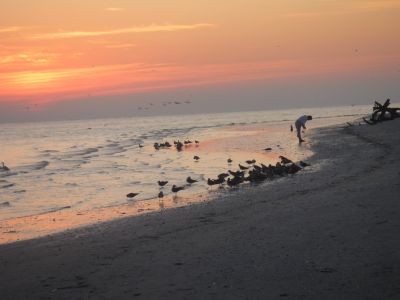 Shell Club Sanibel Trip November 23 2009 - Slide 51