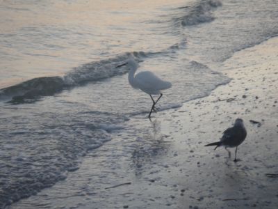Shell Club Sanibel Trip November 23 2009 - Slide 52