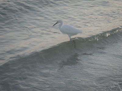 Shell Club Sanibel Trip November 23 2009 - Slide 53