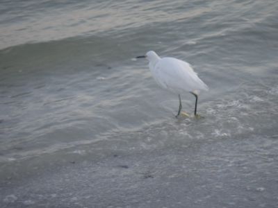 Shell Club Sanibel Trip November 23 2009 - Slide 56
