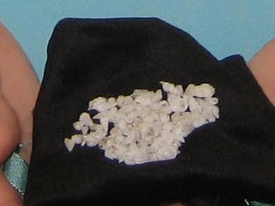 Shell Club Sanibel Trip November 23 2009 - Slide 72