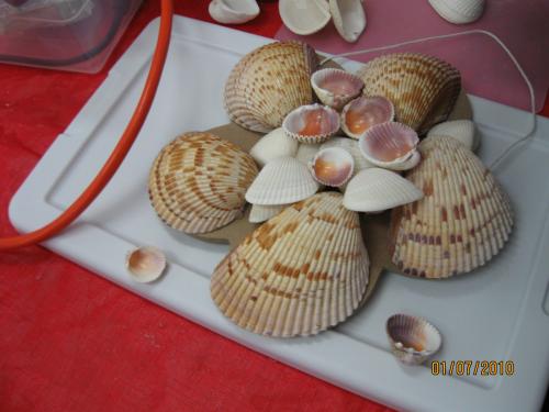 Englewood Shell Club ShellCraft January-7-2010 - Slide 37