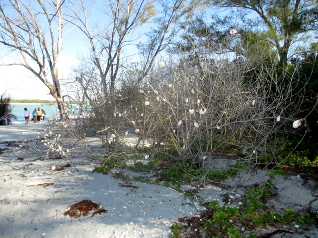 ESC Members Shelling on Palm Island - Feb 28 - 2014 - Slide 9