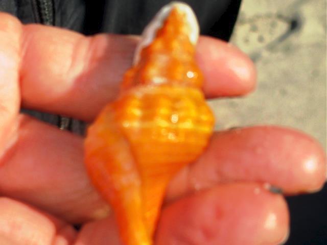 ESC Members Shelling on Palm Island - Feb 28 - 2014 - Slide 15