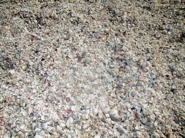 ESC Members Shelling on Palm Island - Feb 28 - 2014 - Slide 16