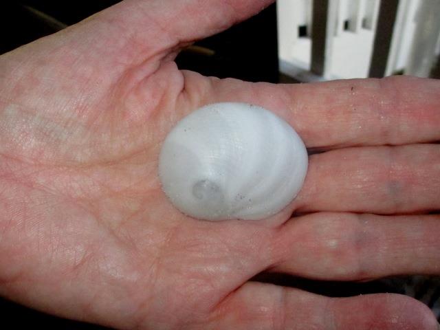 ESC Members Shelling on Palm Island - Feb 28 - 2014 - Slide 20