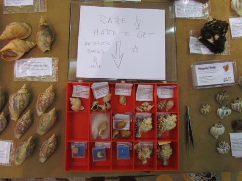 Sarasota Shell Show and COA Meeting - 2013 - Slide 11