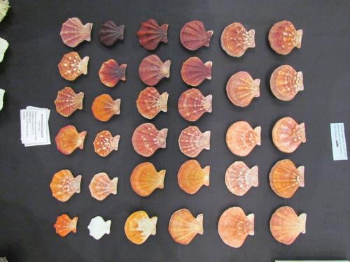 Sarasota Shell Show and COA Meeting - 2013 - Slide 16