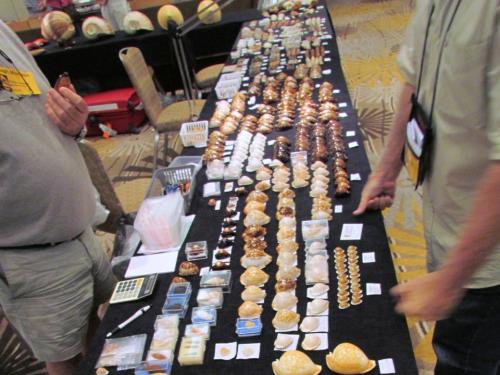 Sarasota Shell Show and COA Meeting - 2013 - Slide 27