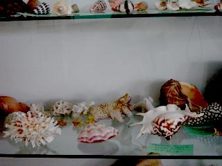 Englewood Shell Club Study Group - Slide 4