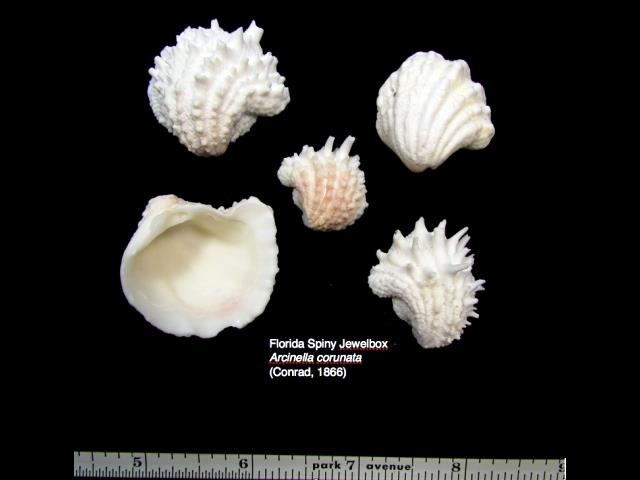 ESC Shell Database - Sample 34