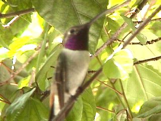 Humming Birds and Finches #2
