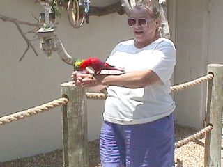 Humming Birds and Finches #4