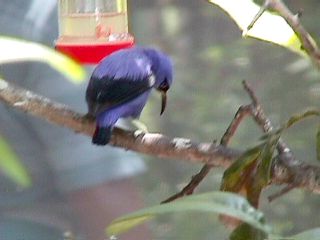 Humming Birds and Finches #6
