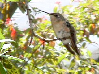 Humming Birds and Finches #7
