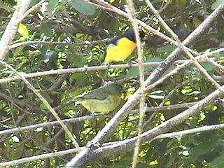 Humming Birds and Finches #9