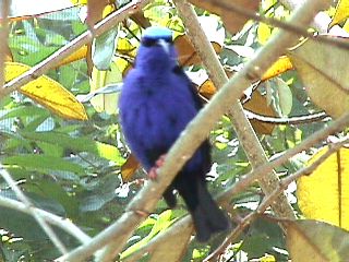 Humming Birds and Finches #10
