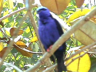 Humming Birds and Finches #11