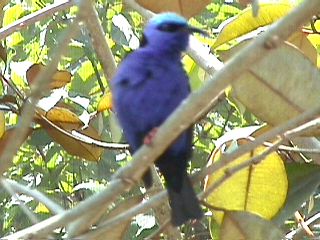 Humming Birds and Finches #12