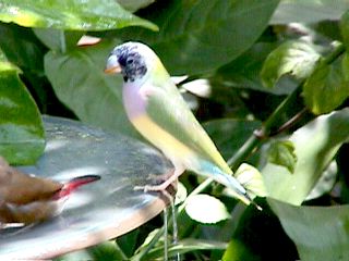 Humming Birds and Finches #14