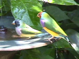 Humming Birds and Finches #15