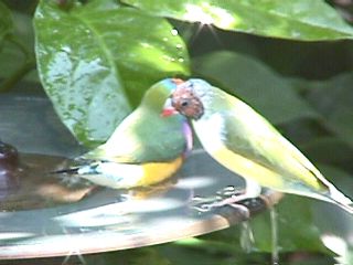 Humming Birds and Finches #16