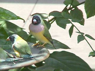 Humming Birds and Finches #19
