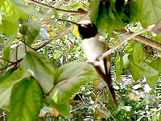 Humming Birds and Finches #20