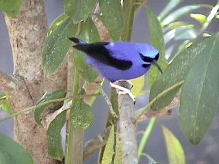 Humming Birds and Finches #22