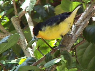 Humming Birds and Finches #26