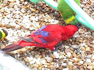 Humming Birds and Finches - Slide #30